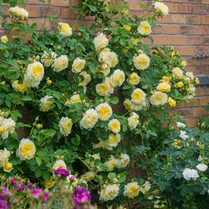 Жълт с леки външни венчелистчета - Английски рози